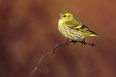 BUITEN BEELD Foto: 405598