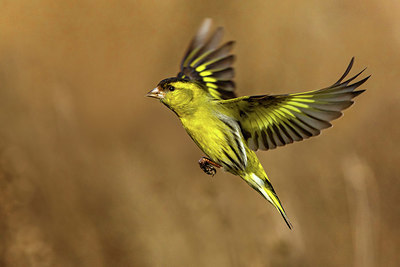 BUITEN BEELD Foto: 405607