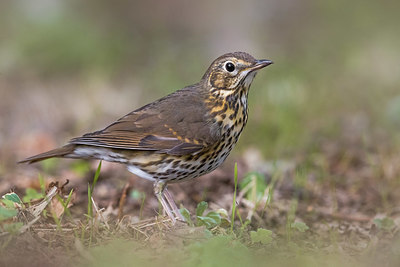 BUITEN BEELD Foto: 405610