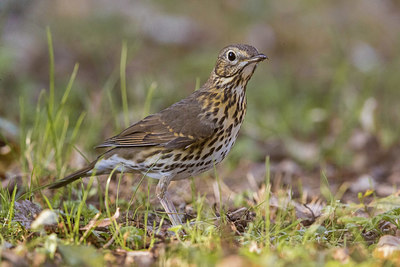 BUITEN BEELD Foto: 405613