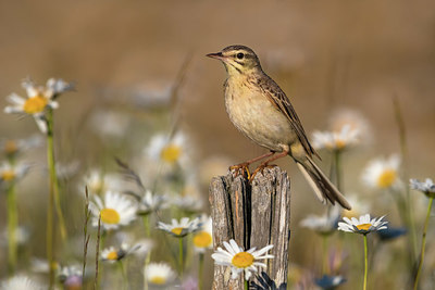 BUITEN BEELD Foto: 405621