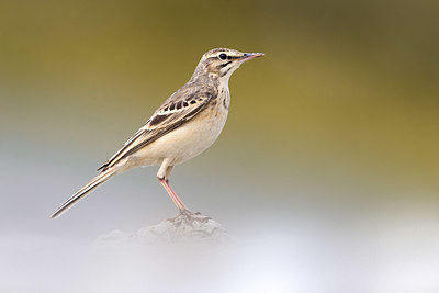 BUITEN BEELD Foto: 405628