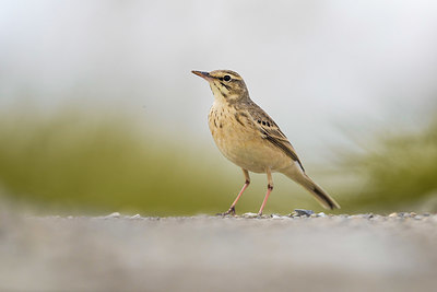 BUITEN BEELD Foto: 405631