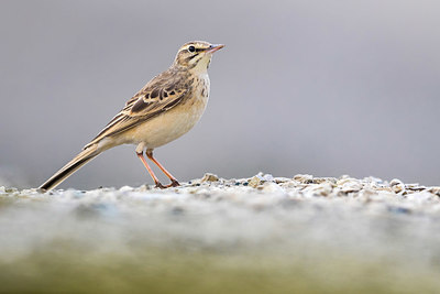 BUITEN BEELD Foto: 405632