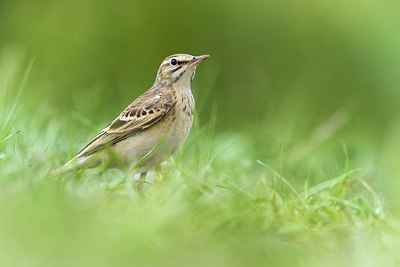 BUITEN BEELD Foto: 405637