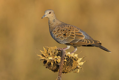 BUITEN BEELD Foto: 405642