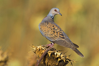 BUITEN BEELD Foto: 405647