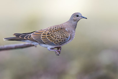 BUITEN BEELD Foto: 405652