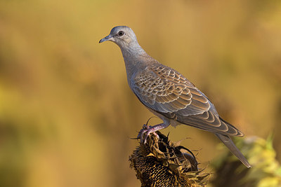 BUITEN BEELD Foto: 405653