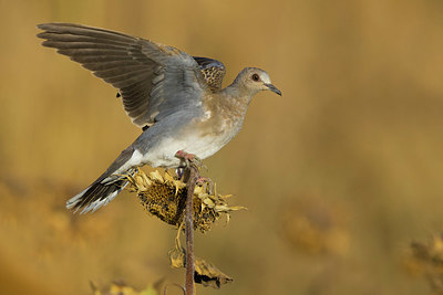 BUITEN BEELD Foto: 405654