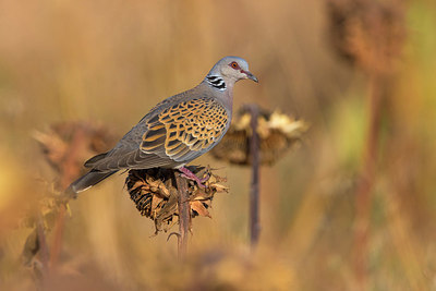 BUITEN BEELD Foto: 405655