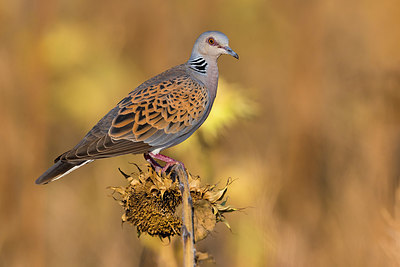 BUITEN BEELD Foto: 405656