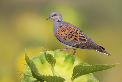 BUITEN BEELD Foto: 405657