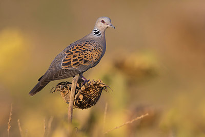 BUITEN BEELD Foto: 405658