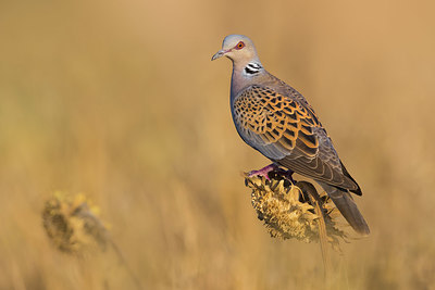 BUITEN BEELD Foto: 405659