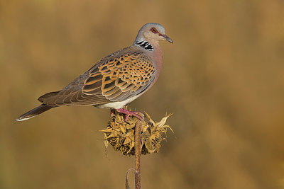 BUITEN BEELD Foto: 405660