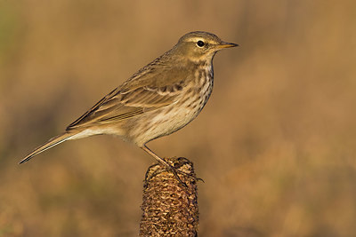 BUITEN BEELD Foto: 405674