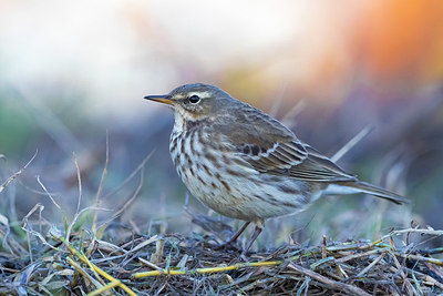 BUITEN BEELD Foto: 405675