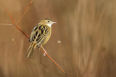 BUITEN BEELD Foto: 405706