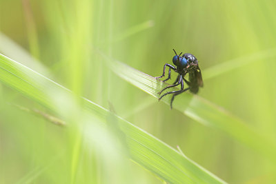 BUITEN BEELD Foto: 405726