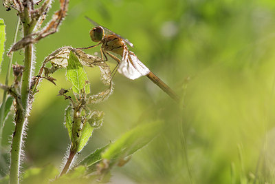 BUITEN BEELD Foto: 405733