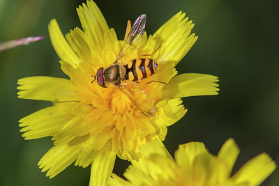 BUITEN BEELD Foto: 405741