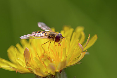 BUITEN BEELD Foto: 405742