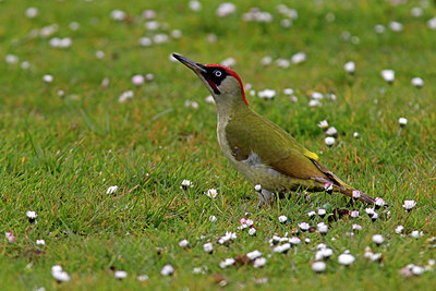 BUITEN BEELD Foto: 405747