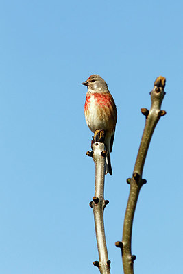 BUITEN BEELD Foto: 405749