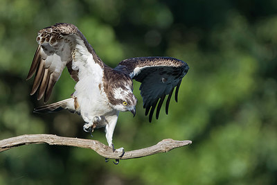 BUITEN BEELD Foto: 405759