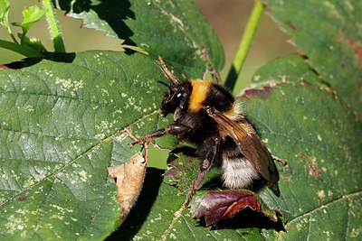 BUITEN BEELD Foto: 405766