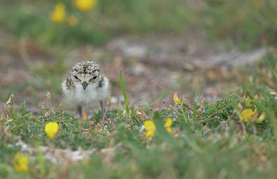 BUITEN BEELD Foto: 405784