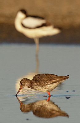 BUITEN BEELD Foto: 405793