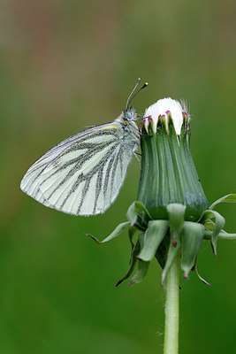 BUITEN BEELD Foto: 405804