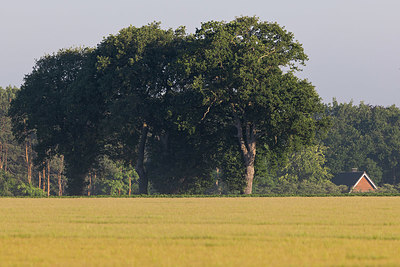 BUITEN BEELD Foto: 405835