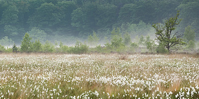 BUITEN BEELD Foto: 405846