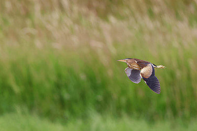 BUITEN BEELD Foto: 405849