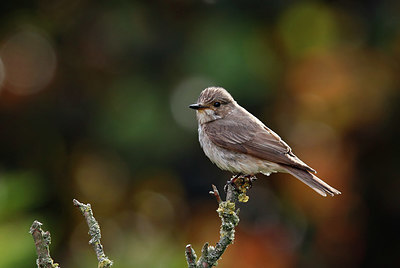 BUITEN BEELD Foto: 405858