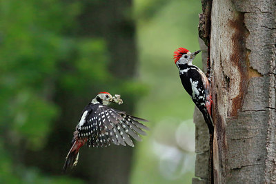 BUITEN BEELD Foto: 405863