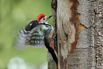 BUITEN BEELD Foto: 405867