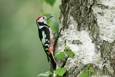 BUITEN BEELD Foto: 405869