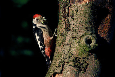 BUITEN BEELD Foto: 405872