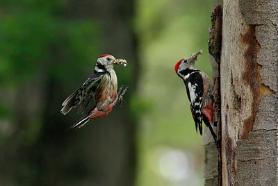 BUITEN BEELD Foto: 405892
