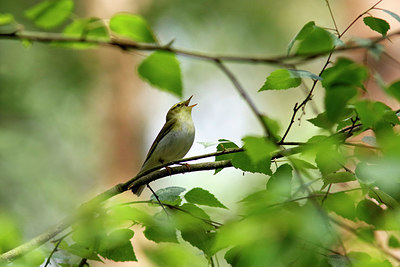 BUITEN BEELD Foto: 405894