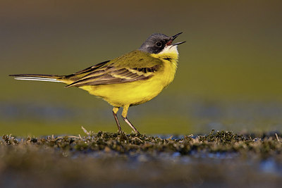 BUITEN BEELD Foto: 405895