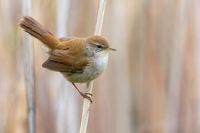 BUITEN BEELD Foto: 405914