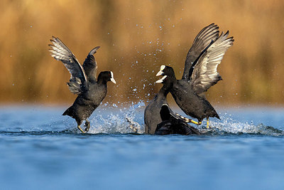 BUITEN BEELD Foto: 405935