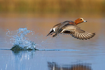 BUITEN BEELD Foto: 405938