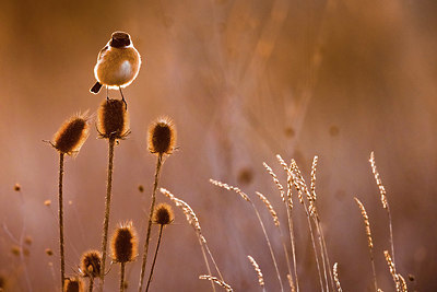 BUITEN BEELD Foto: 405949