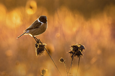 BUITEN BEELD Foto: 405956